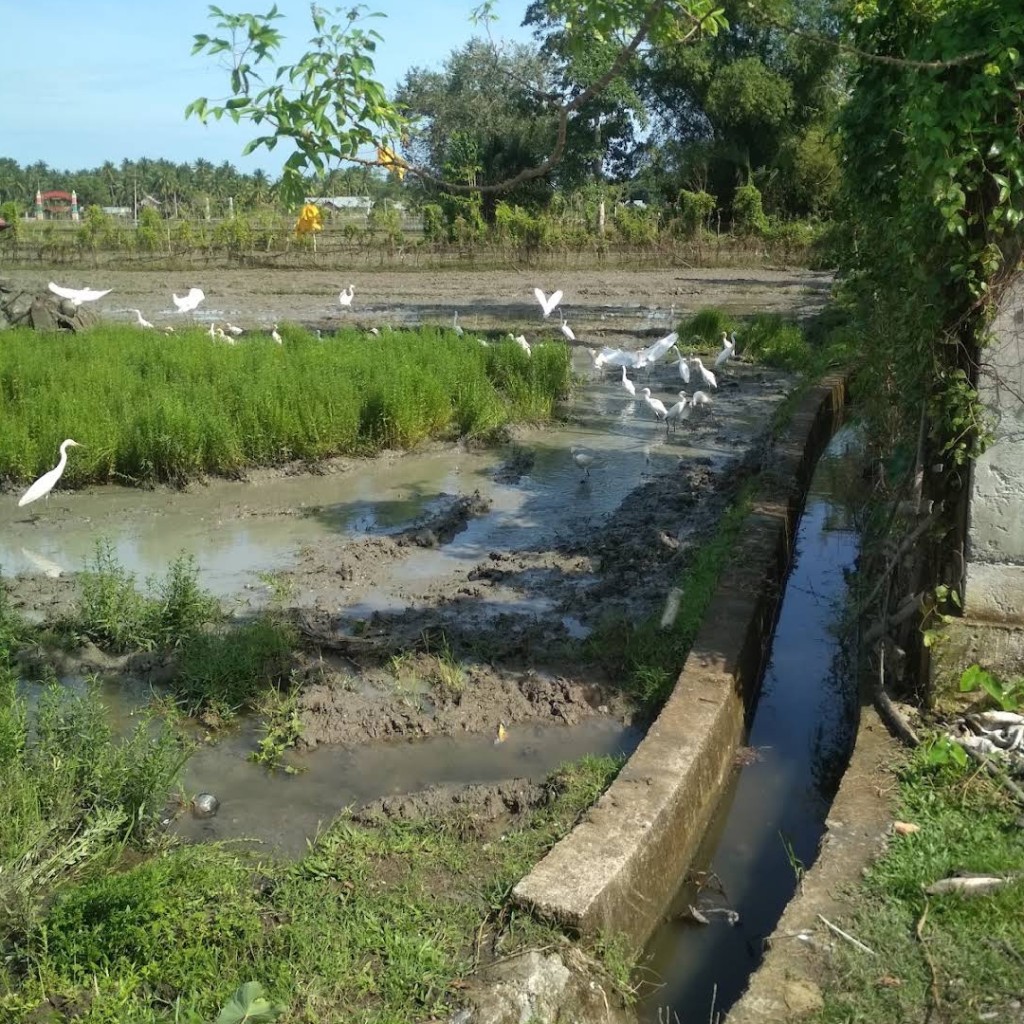 Persawahan