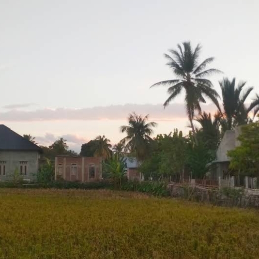 Persawahan